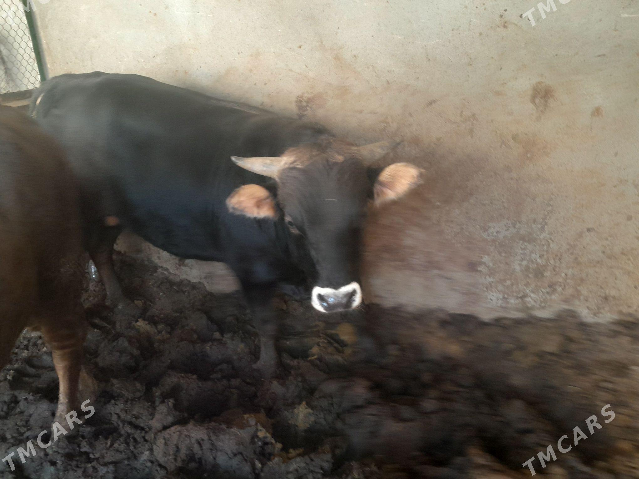 окуз - Бузмеин - img 1