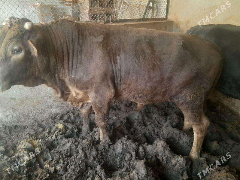 окуз - Бузмеин - img 2