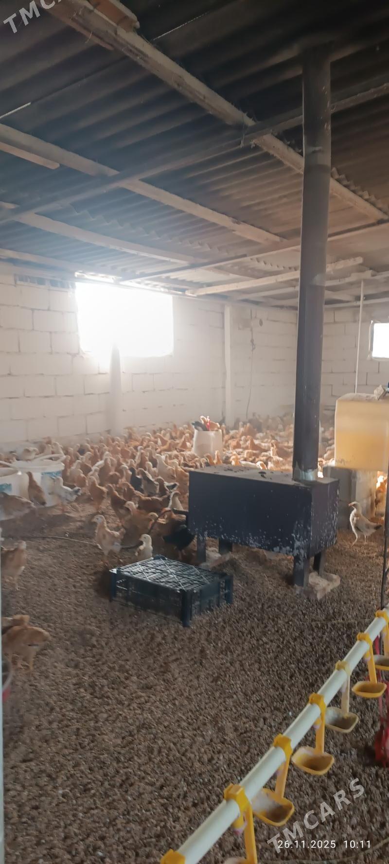 juje jüýje towuk - Büzmeýin - img 6