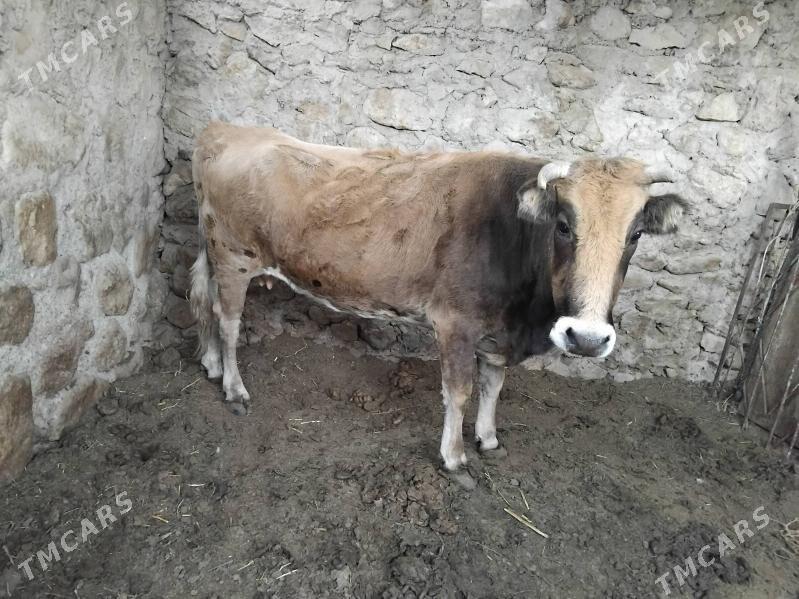 sygyr - Джебел - img 1