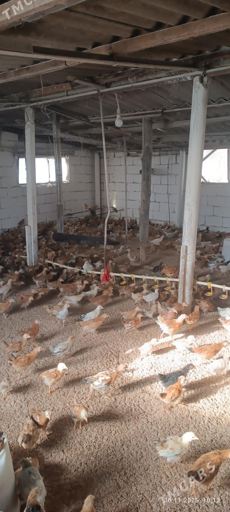 juje jüýje towuk - Büzmeýin - img 1