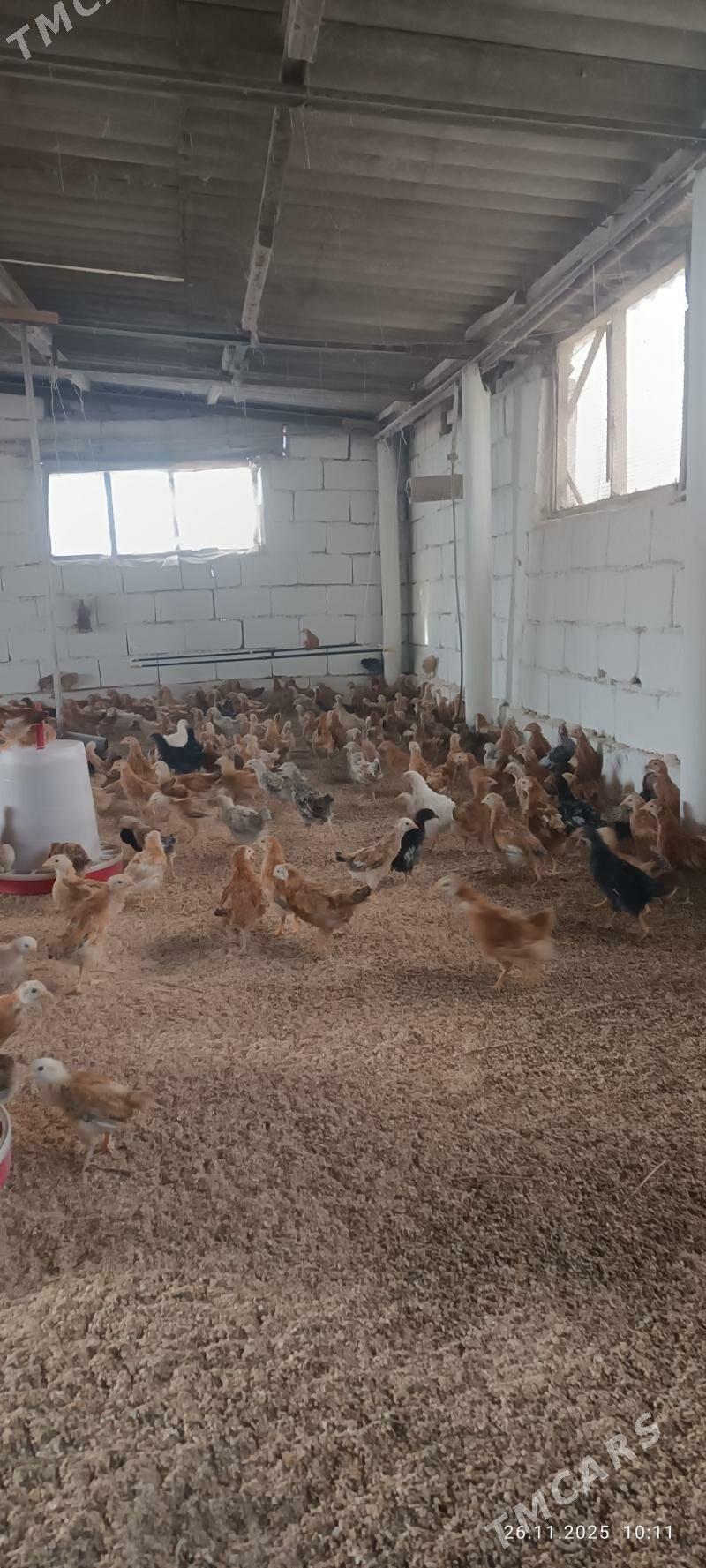 juje jüýje towuk - Büzmeýin - img 5