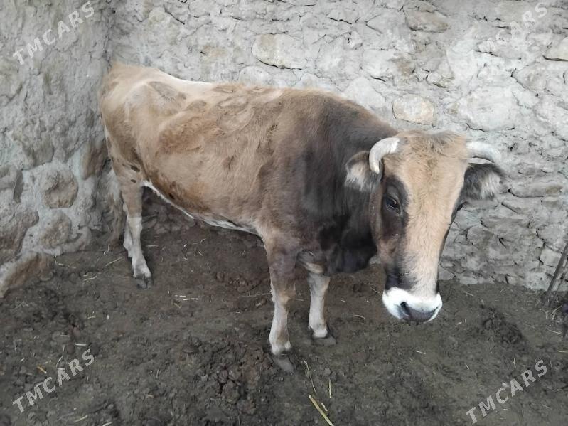 sygyr - Джебел - img 2