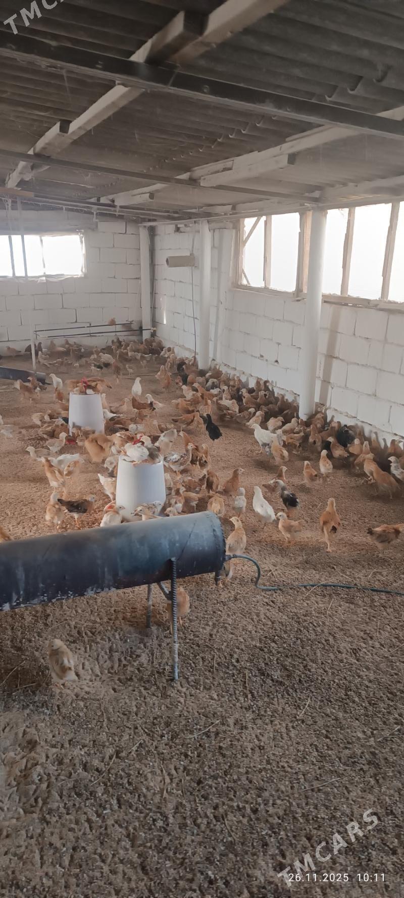 juje jüýje towuk - Büzmeýin - img 8