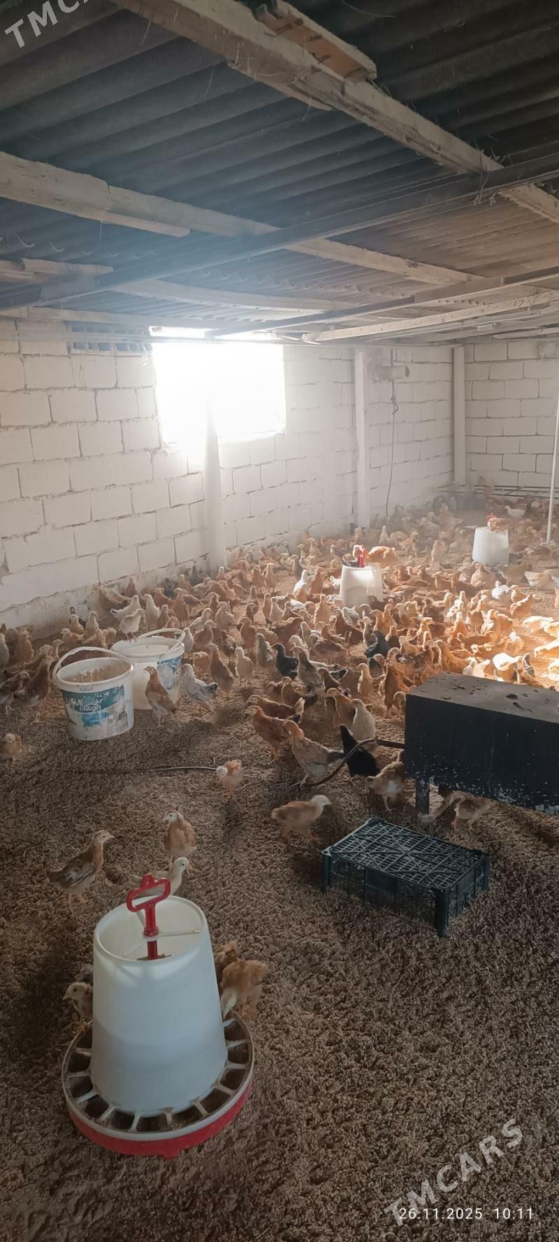 juje jüýje towuk - Büzmeýin - img 7