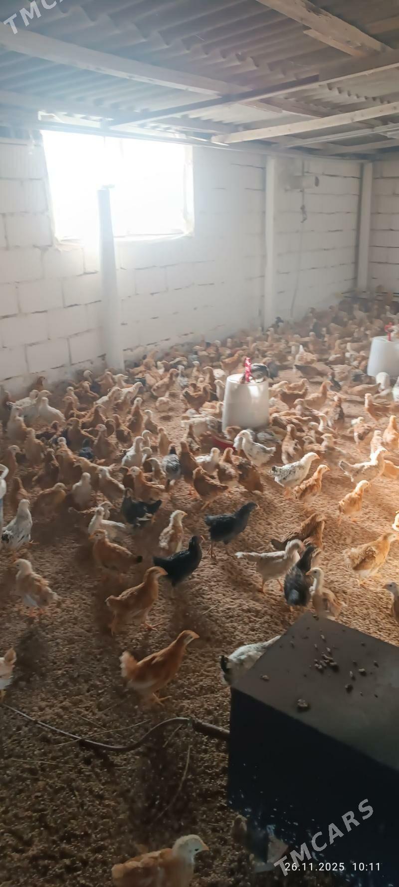 juje jüýje towuk - Büzmeýin - img 2