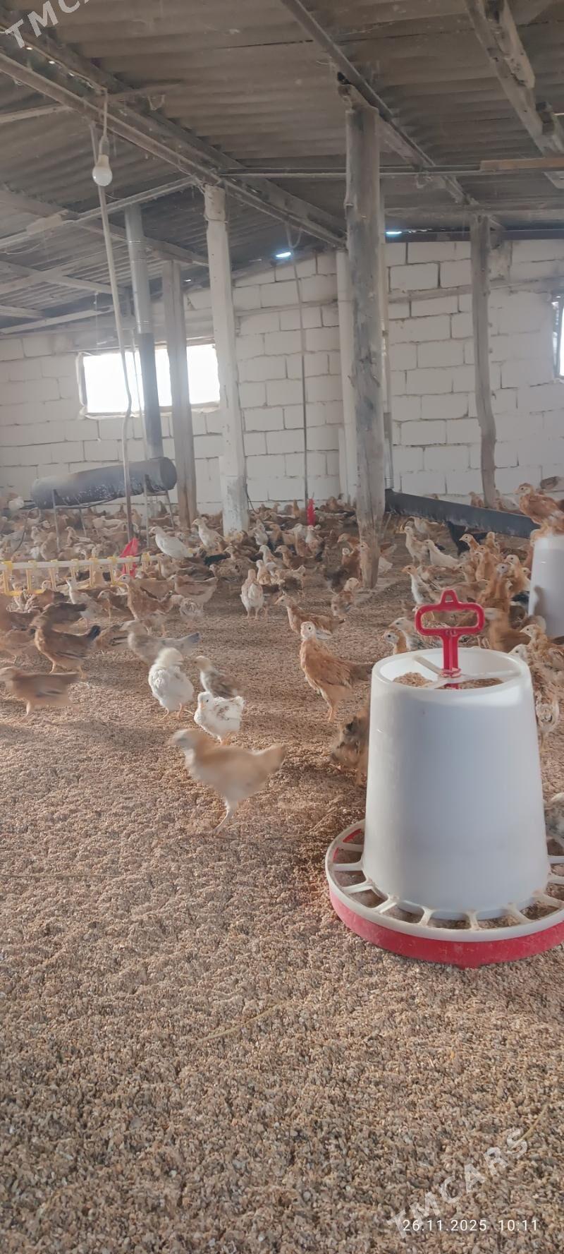 juje jüýje towuk - Büzmeýin - img 4