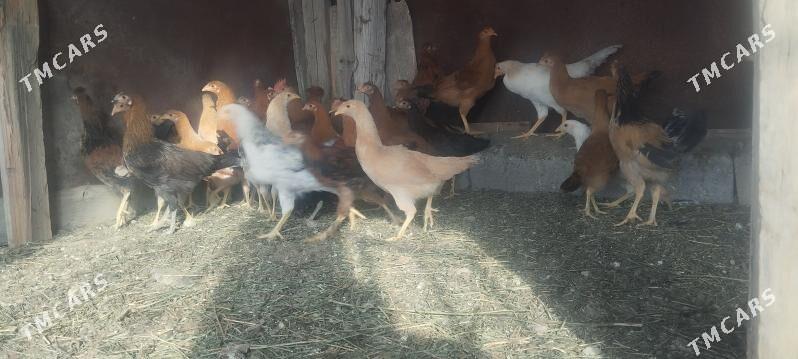 Jûje - Gökdepe - img 1