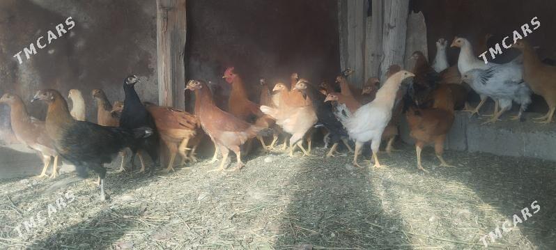 Jûje - Gökdepe - img 2