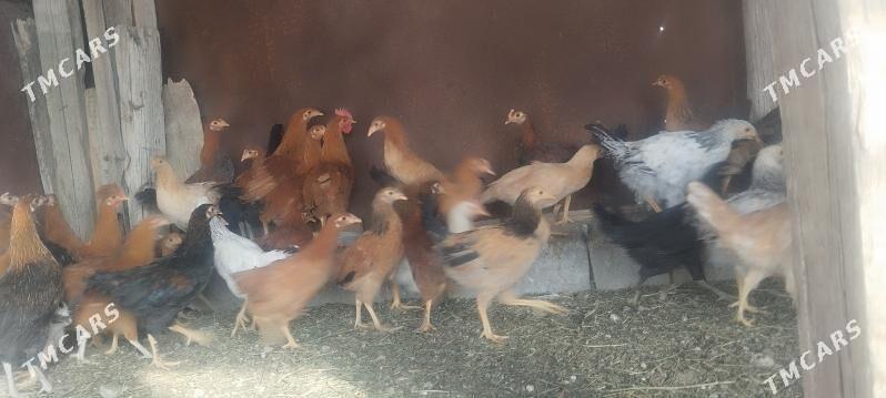 Jûje - Gökdepe - img 3