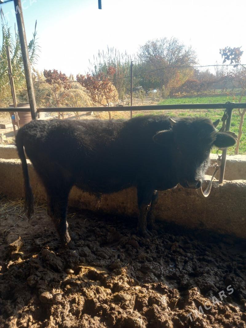 Okuz bn gunajin. - Чарджоу - img 5