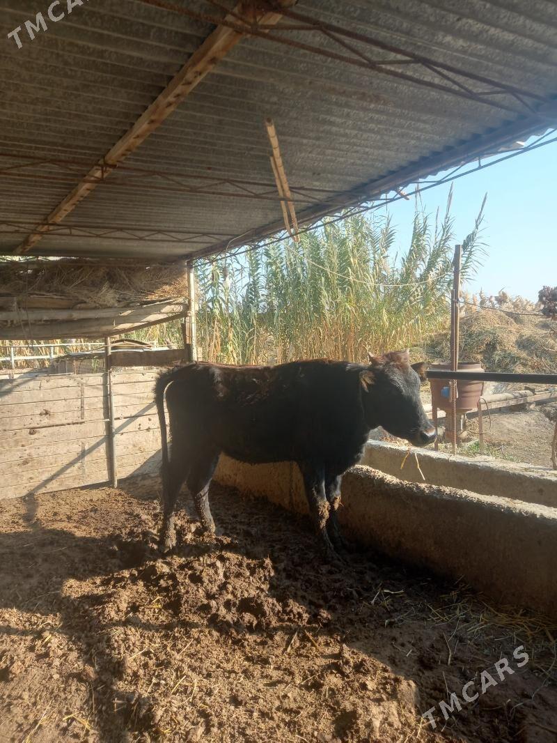 Okuz bn gunajin. - Чарджоу - img 4