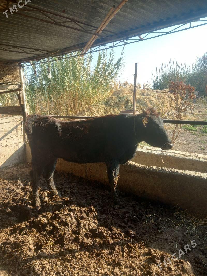 Okuz bn gunajin. - Чарджоу - img 9