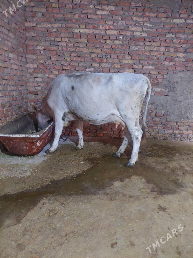 Bogaz sygyr - Бахарден - img 1