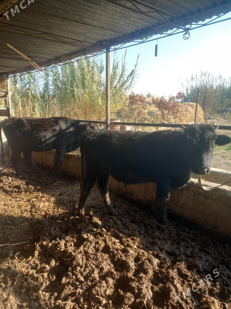 Okuz bn gunajin. - Чарджоу - img 8