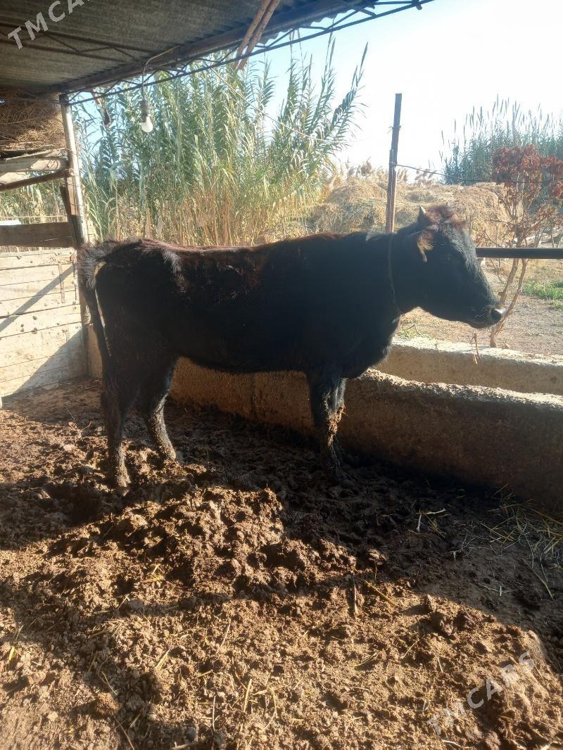 Okuz bn gunajin. - Чарджоу - img 7