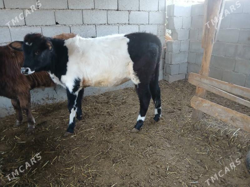 tuweler - Бузмеин - img 1