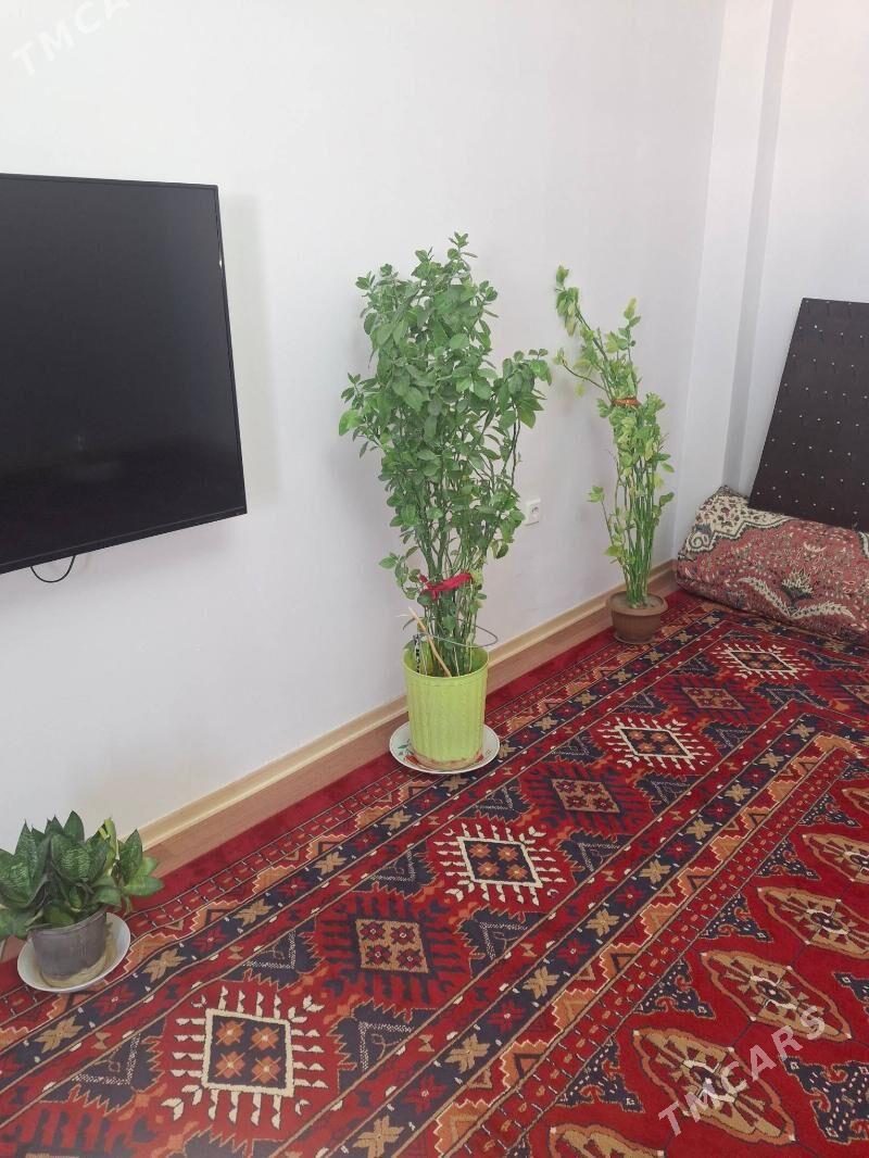 osumlik guleri - Кëши - img 2