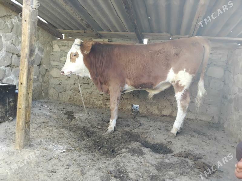 okiz - Bereket - img 3