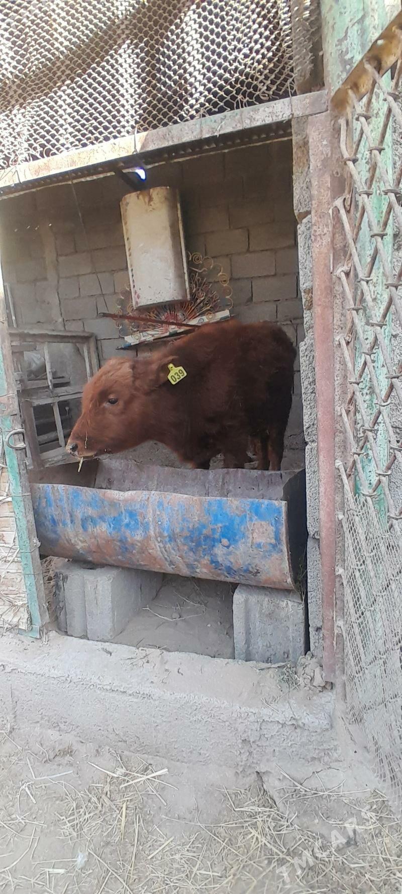 okiz - Bagyr - img 2