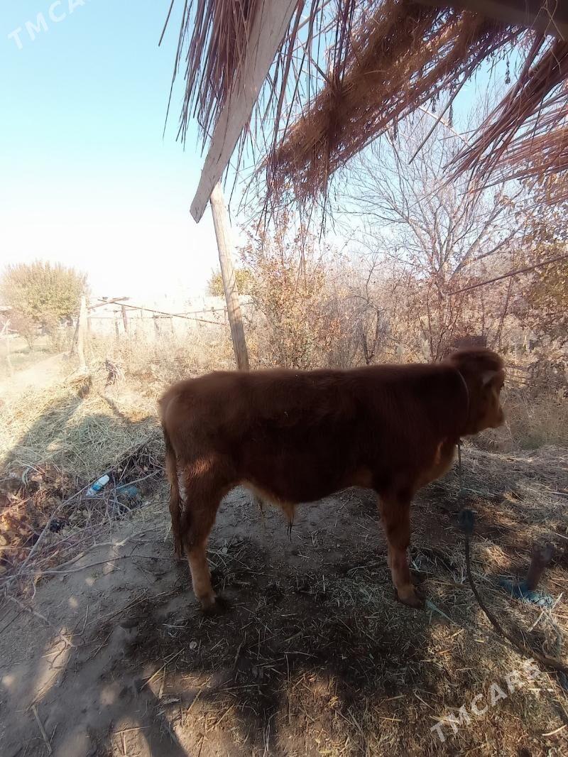 öküz - Farap - img 4