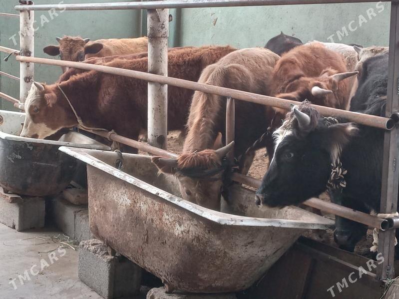 7.sany okiz - Büzmeýin - img 6