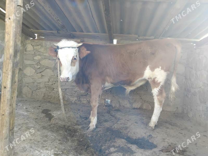 okiz - Берекет - img 1