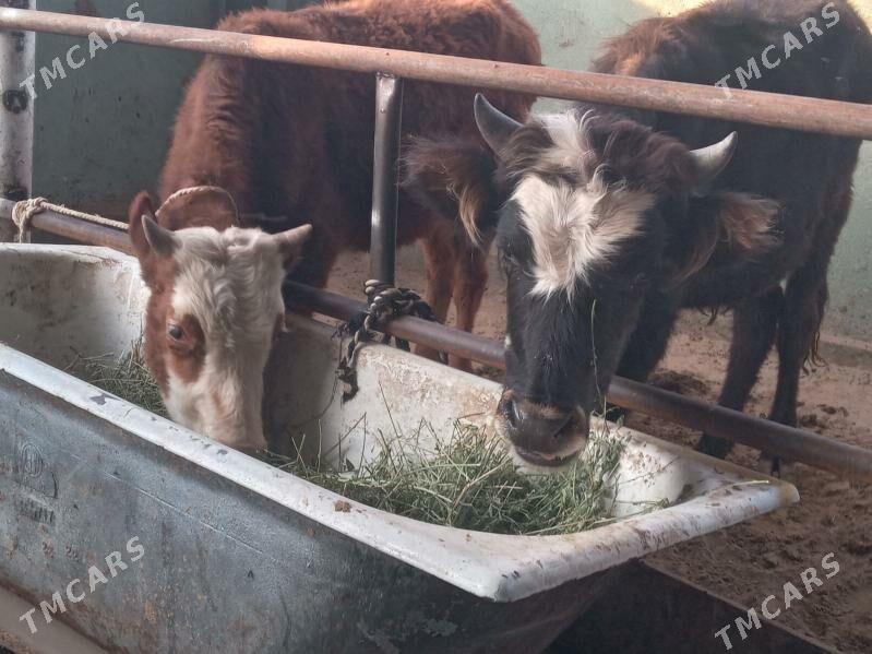 7.sany okiz - Büzmeýin - img 3