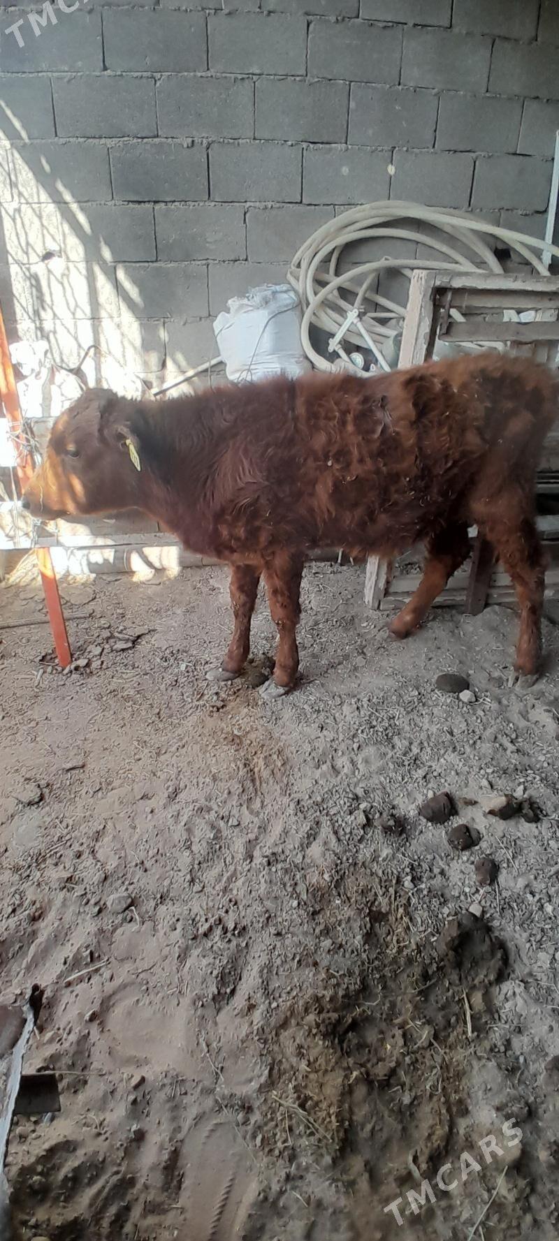 okiz - Bagyr - img 4