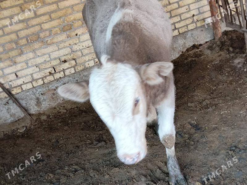 симментал окуз - Чарджоу - img 3