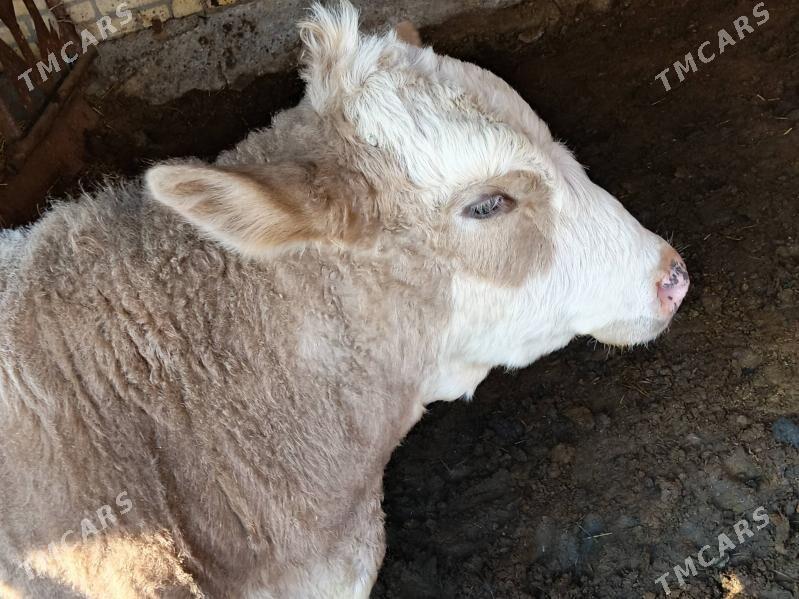 симментал окуз - Чарджоу - img 1