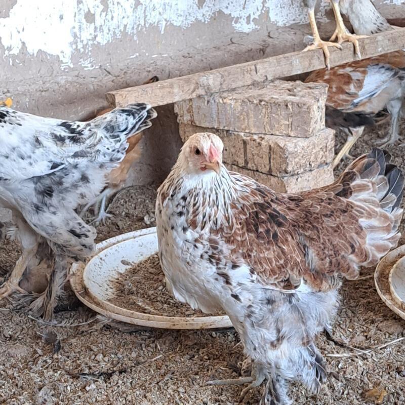 Brama - Теджен - img 2