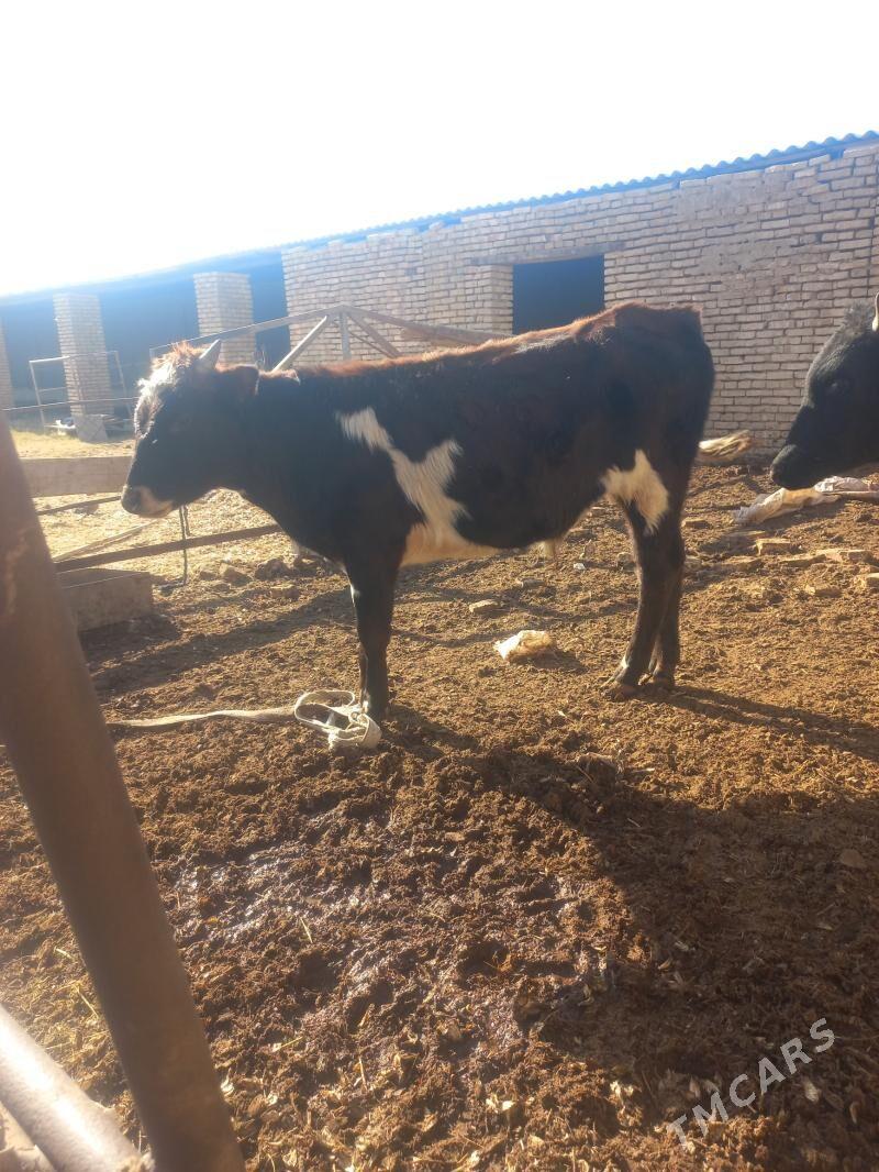 Meýdan ökizler - Байрамали - img 2