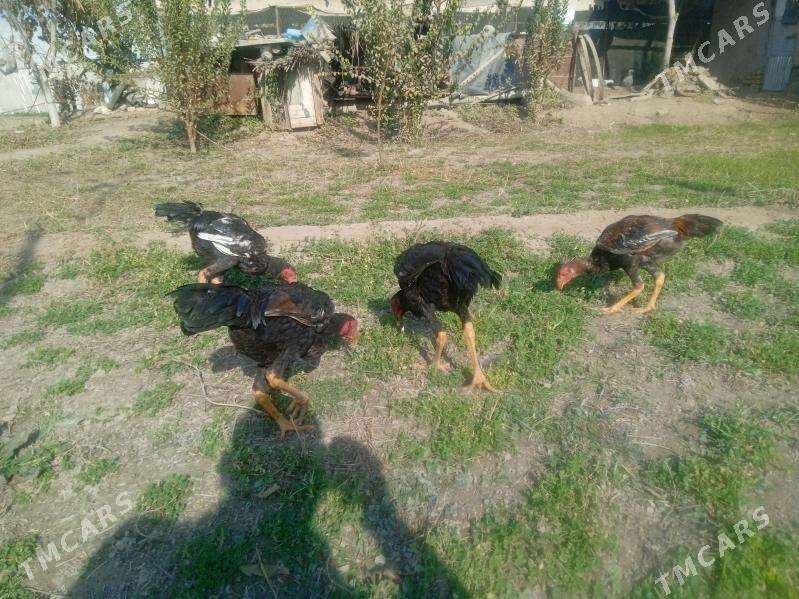 Horaz jüje - Farap - img 3