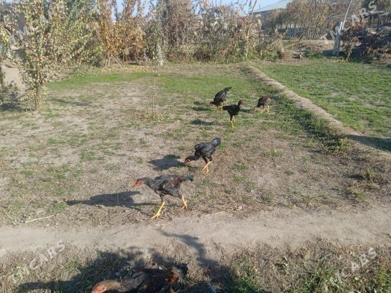 Horaz jüje - Farap - img 2