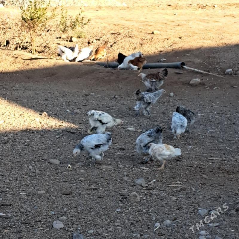 Brama - Теджен - img 3