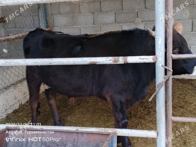 okuz - Gökdepe - img 3