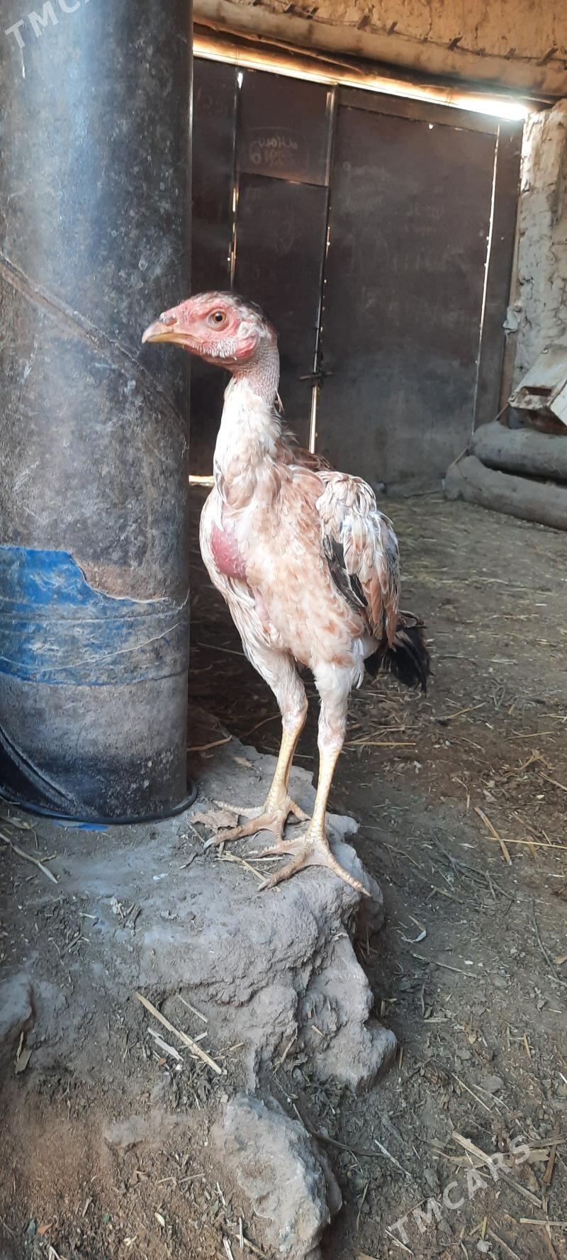 juje tovuk - Şabat etr. - img 1