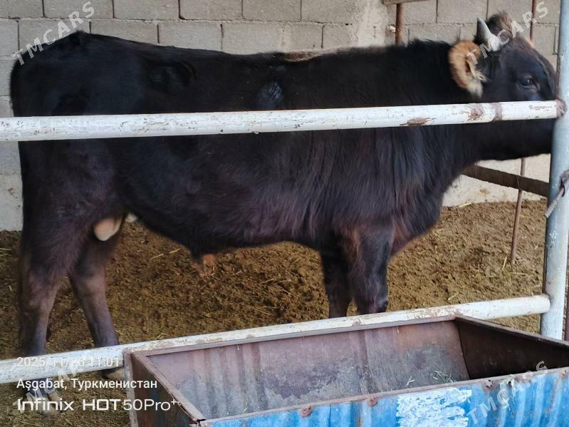 okuz - Gökdepe - img 2