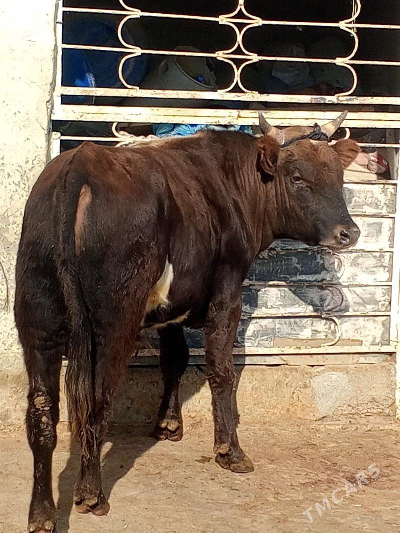 Okuz - Ашхабад - img 1