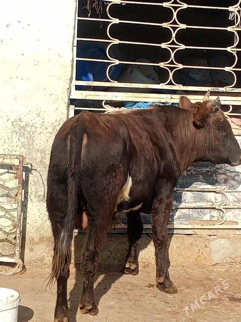 Okuz - Ашхабад - img 2