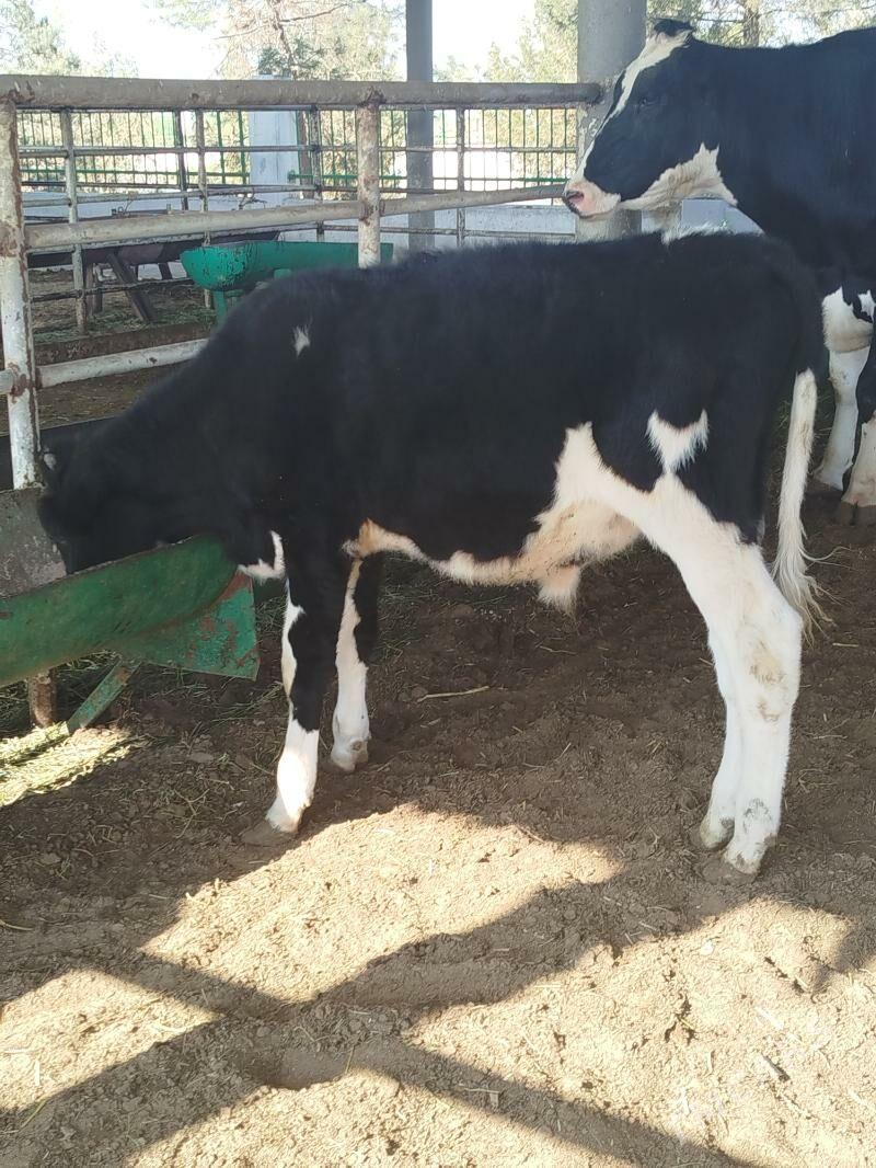 okuz - Ашхабад - img 1