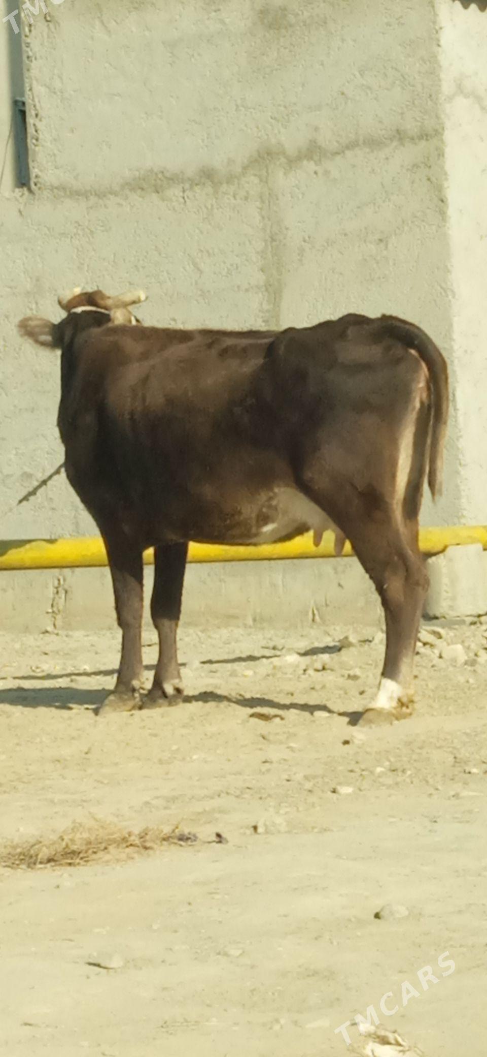 GOLELİ SYGYR - Бахарден - img 4