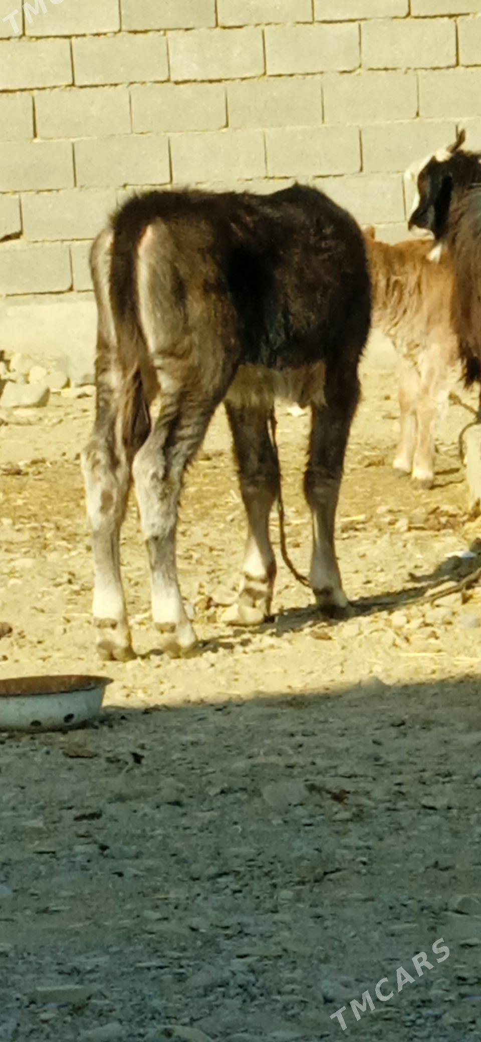 GOLELİ SYGYR - Бахарден - img 5