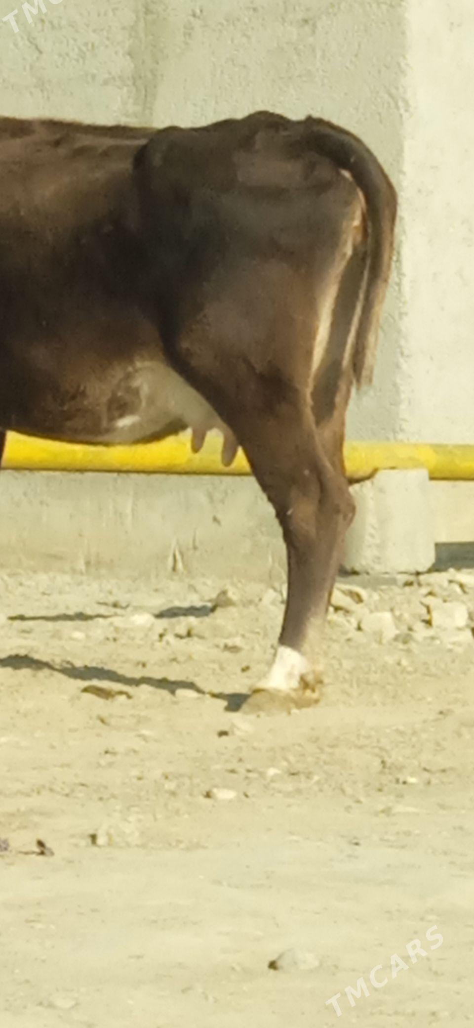 GOLELİ SYGYR - Бахарден - img 3