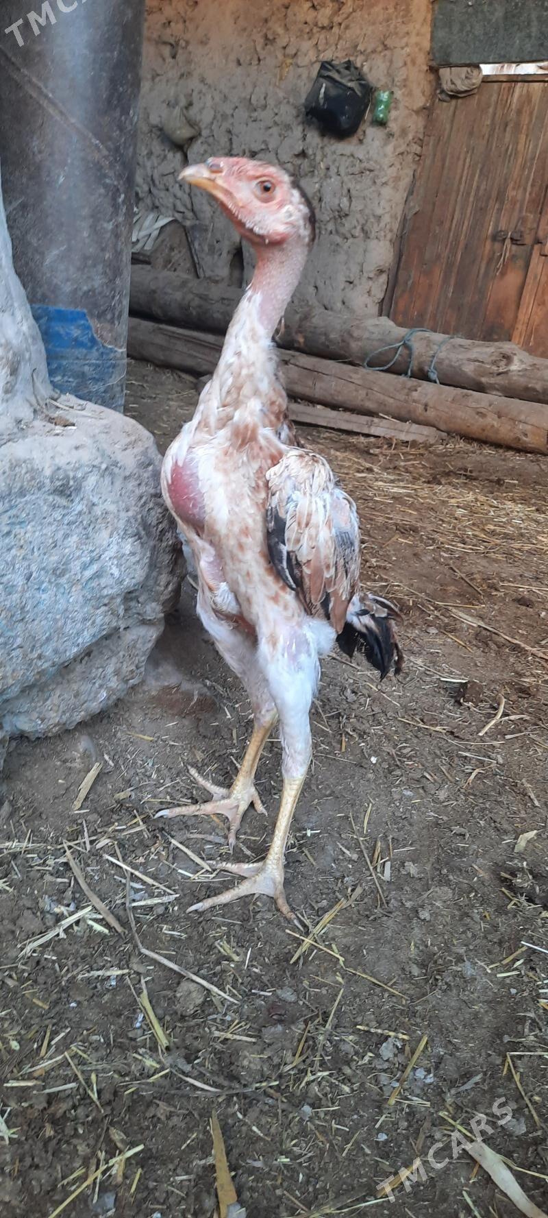 juje  tovuk - Şabat etr. - img 2