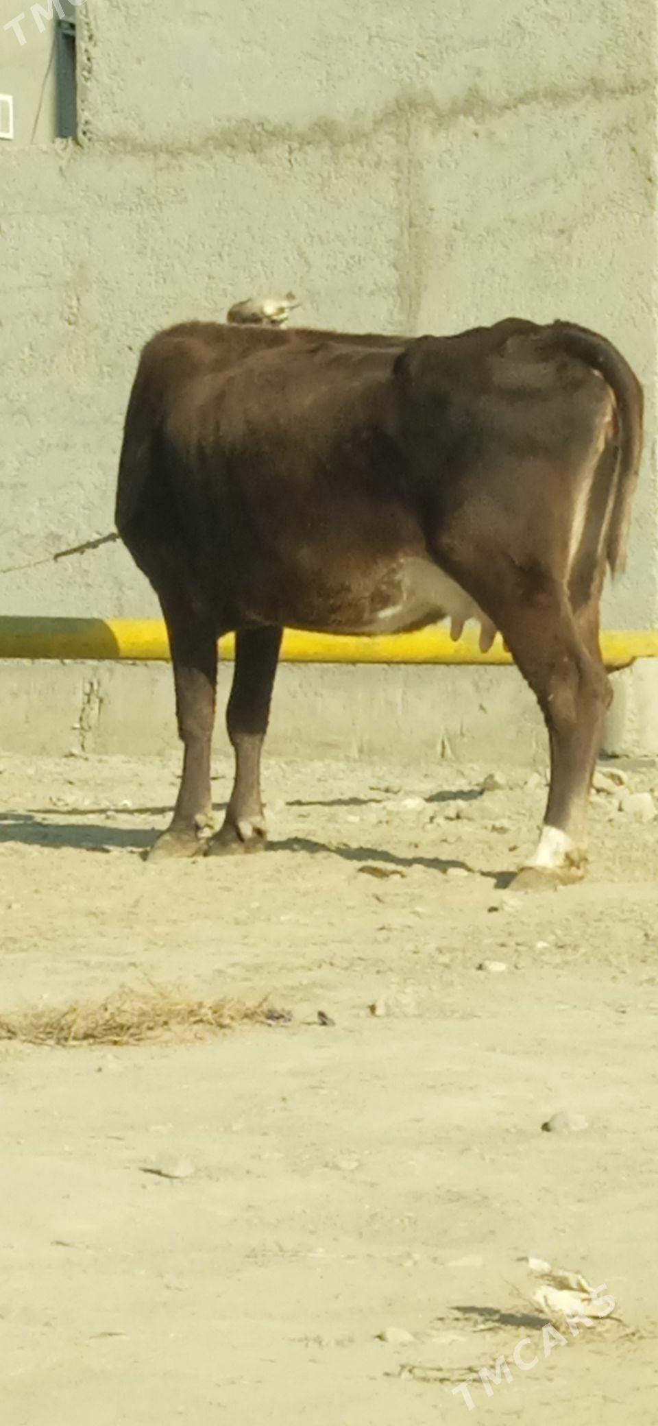 GOLELİ SYGYR - Бахарден - img 2