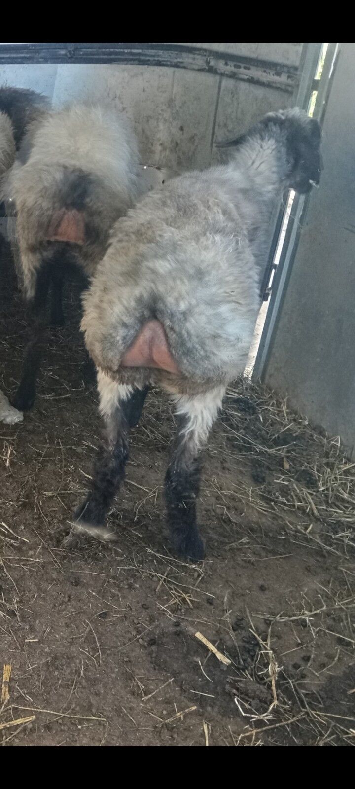 goyun garakol - Aşgabat - img 6