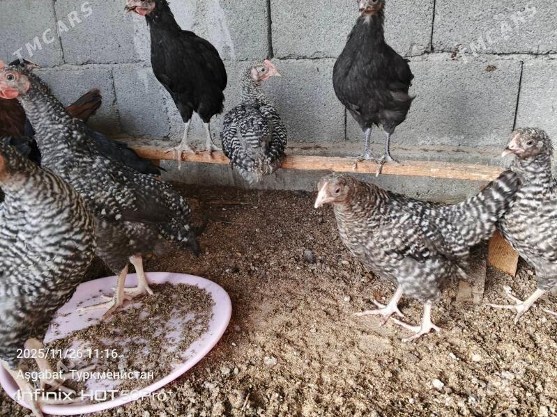 ataks dominat juje towuk - Gökdepe - img 3