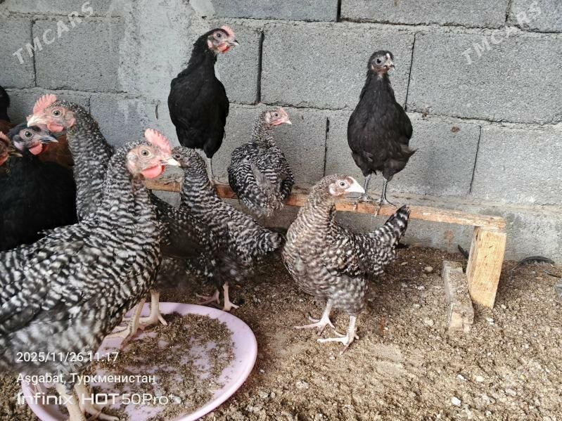 ataks dominat juje towuk - Gökdepe - img 1